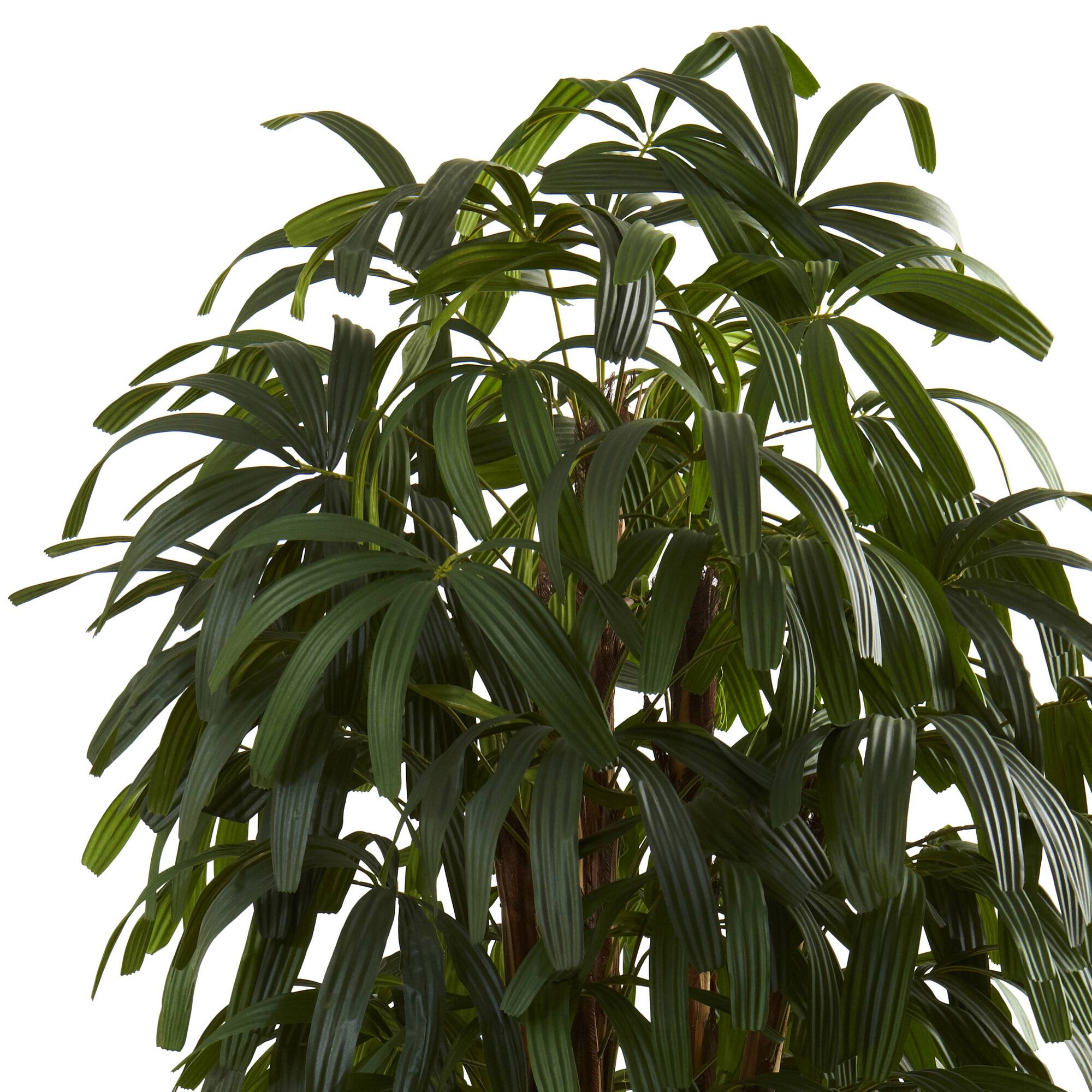 6ft. Potted Green Raphis Palm Tree